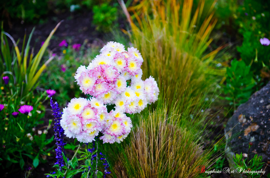 EB_Cinnabar_Hills_Golf_Club_San_Jose_wedding_181s