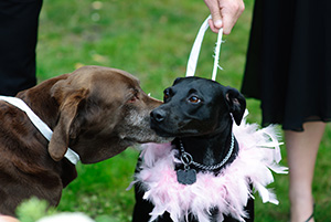Wedding with dog